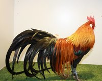 Phoenix cockerel at canberra 2018 2.jpg
