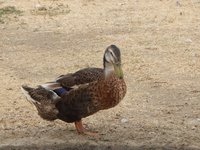 DSCN9857 (Large).JPG