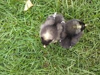 IMG_20180904_174606543.jpg