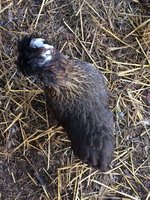 quail2.JPG