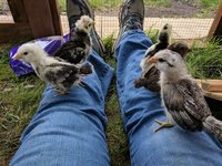 chicks on legs.jpg