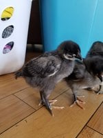 20180905_153413.jpg