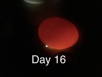 86195FDF-2C02-4FA1-B6B4-12EB7E364A33.jpeg 86195FDF-2C02-4FA1-B6B4-12EB7E364A33.jpeg