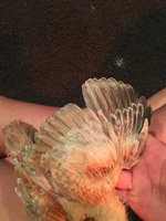 293F8073-4AC7-41B5-AE29-15E12F7A66CE.jpeg