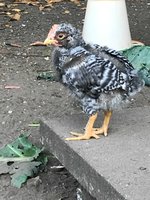 IMG_2130.jpg