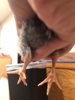 5C998573-440C-439E-AFB6-98D2AD7710E9.jpeg