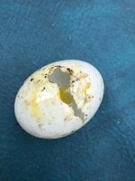 Pecked Duck Egg.jpg