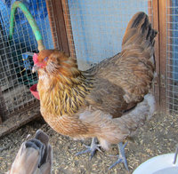 Dorking am pullet 3.jpg