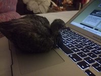 IMG-20180908-WA0004.jpg