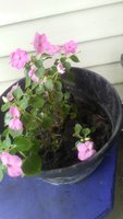 20180906_135331.jpg