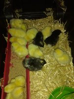 2018-08-02 Chicken Soup 003.jpg