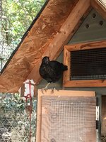 MixPullet3.jpg MixPullet3.jpg