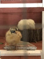 IMG_2670.jpeg