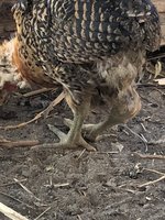 IMG_5135.jpeg