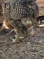 IMG_5133.jpeg