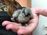 hurt silkie.jpg