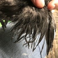 chick feather odd A.jpg