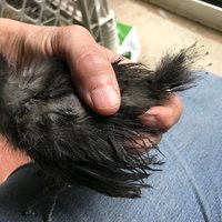 chick feather odd B.jpg