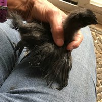 chick feather odd C.jpg