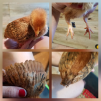 CollageMaker Plus_2018911193956536.png