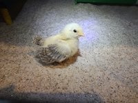 IMG_20180912_072741.jpg