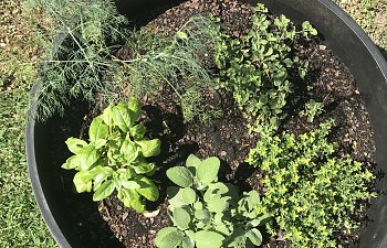 Plating your own Herb Garden, the Basics