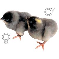 D107_chickens.jpg