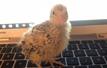 How to raise a tame Coturnix Quail in 10 steps!