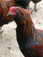 rooster pics 8.30.2018 039.jpg