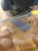 AC252F52-DD59-4273-85C4-647DA2C6D4CA.jpeg