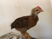 foghorn 2.jpg