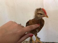 foghorn.jpg