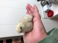 Chickaletta.jpg