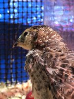 15F58533-A0CF-4565-9555-60E4D4AEE401.jpeg