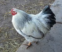 Columbian cock in summer 2014.jpg