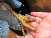 Foot 2.jpg