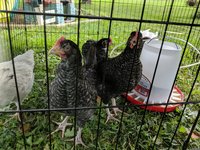 IMG_20180915_132519.jpg