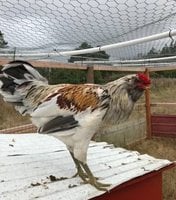 Ameracana rooster.jpg