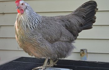 Callette on ac condenser.jpg