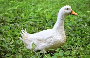 pekin duck.JPG