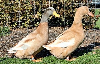 buff orpington duck.jpg