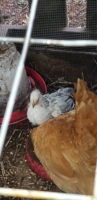 chick.png