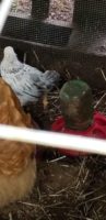 chick3.png