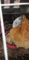 chick4.png
