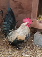 rooster.png