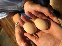 eggs.jpg