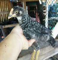 IMG_20180918_154209.jpg