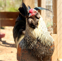 chickens_6_by_mountainviewstock-d9yo01s.jpg