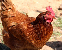 chickens_13_by_mountainviewstock-da2copb.jpg