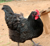 chickens_1_by_mountainviewstock-d8u2pgz.jpg
